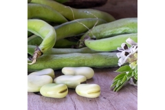 Fresh fava beans in pods with shelled beans and blossoms on a wooden surface